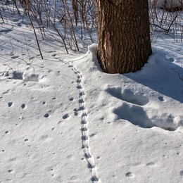 Spuren im Schnee. / ***