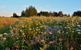 Morgen Blumen / ***