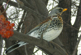 Thrush Wacholderdrossel / ***