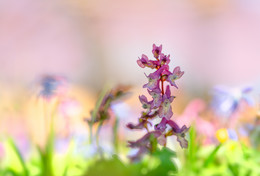 Lerchensporn / Lerchensporn