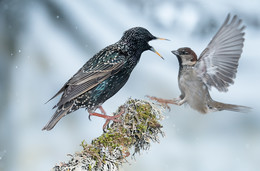 Starling vs. House sparrow / ***