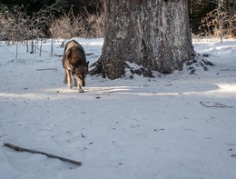 Begegnung im Walde / ***