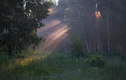 Morgen in den Wald / ***