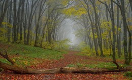 Straße zum Herbst / ***