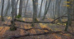 Morgen in den herbstlichen Wald / ***