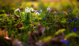 Frühling / ***