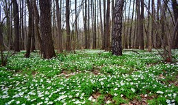 In der April-Wald / ***