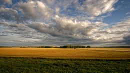 Russische Feld / ***