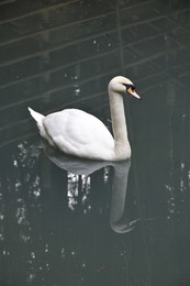 White Swan / ***