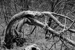 Letzter Schnee / ***