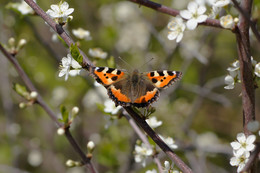 Schmetterling Urtikaria / ***