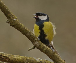 Big Tit / ***