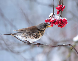 Winterbild / .....