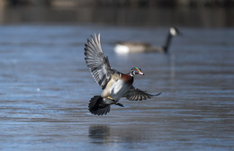 Wood duck (male) / ***