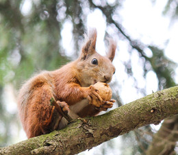 Eichhörnchen / ***