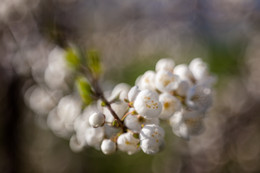 Frühling / Helios 44 Trioplan Mod