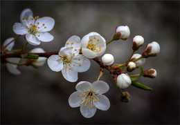 Kirsche-Pflaume / ***