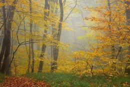 Herbstwald / ***