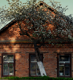 Das Haus, das Jack gebaut / .................