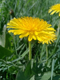Taraxacum / ***