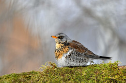 Thrush Wacholderdrossel / .....