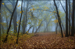 in den herbstlichen Wald / ***