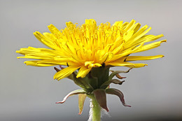 Taraxacum / ***