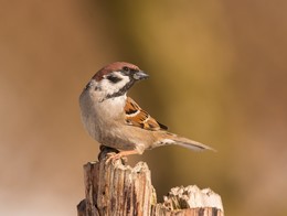 Ein Blick zurück / ***