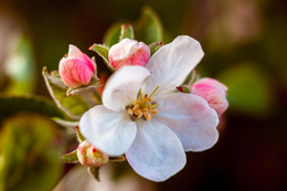 Apfelbäume in voller Blüte ... / ***