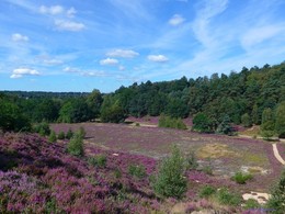 Fischbeker Heide. Hamburg / ***