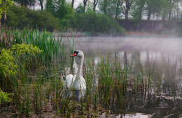 Morgen auf dem See / ***