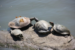 United Familie / ***