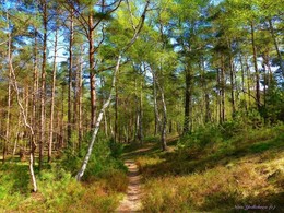 Spring Forest / Hamburg