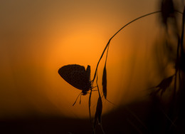 Kupfer-Schmetterling / ***