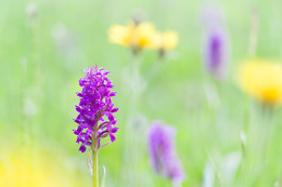 Knabenkraut / Knabenkraut