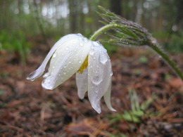 Nach dem Regen / ***
