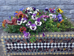 Pansy / ***