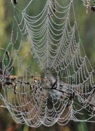 Morgendämmerung / ***