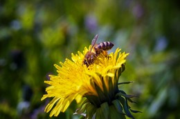 Harte Arbeiter / ***