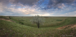 In der Steppe / ***