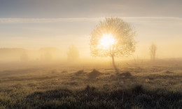 Gold-Dämmerung / ***