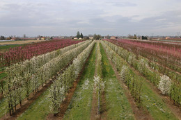 Gärten in voller Blüte / ***