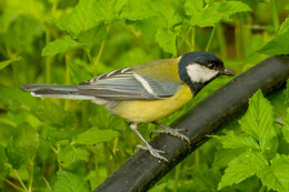 Big Tit / ***