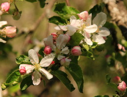 Blüte / ***