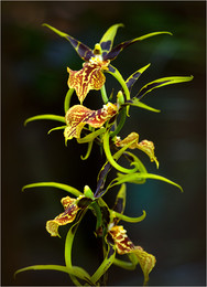 Brassia Mystic Mase / ***