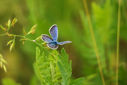 Kupfer-Schmetterling / ***