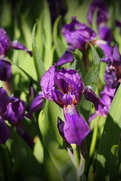 Frühling weiter / ____________