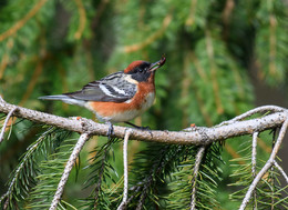 Bay-breasted-Warbler (male) / ***