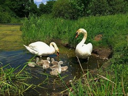 Schwan Familie / ***