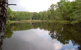 Auf dem Teich / ***